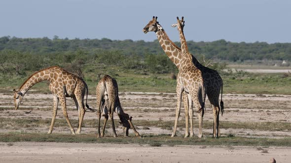 Giraffes On Plains Of Etosha National Park 