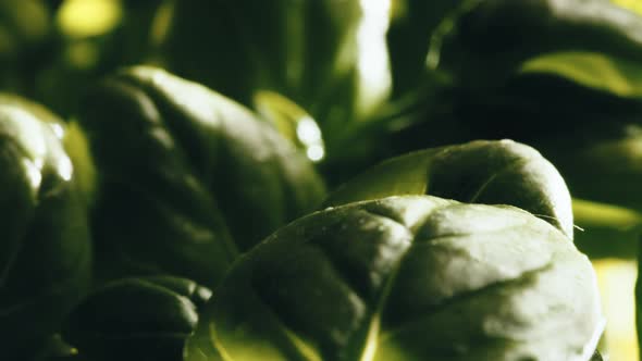 Small Basil Plants Being Grown Indoors