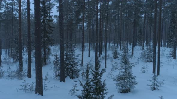 Dark Winter Forest