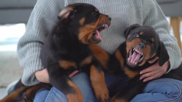 Rottweiler Puppies Trying to Bite Each Other