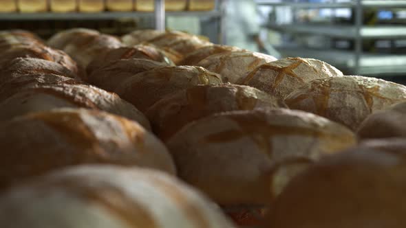 Production of Bakery Products Close Up. Freshly Baked Ruddy Bread Close Up, Lying on the Shelves at