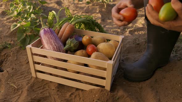 Male Hands Put Vegetables in Farmers Market Box