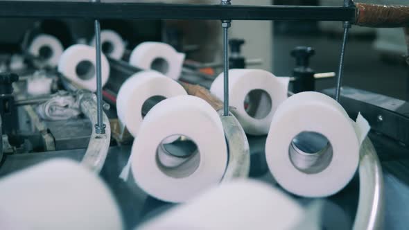 Toilet Paper Rolls Moving Along the Curved Conveyor Belt
