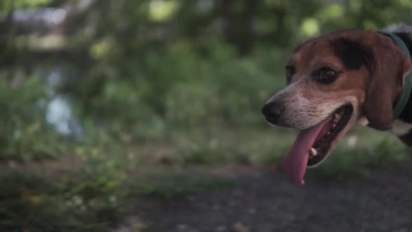 Beagle dog close up walking through wooded trail in the summer slowmo