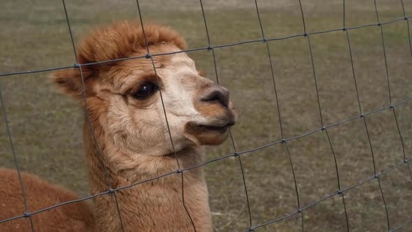 Closeup of an Alpaca on a Farm on a Clear Sunny Day