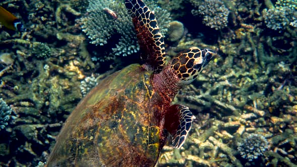 Hawksbill Sea Turtle Swimming in Blue Ocean Ascends to the Surface to Breathe