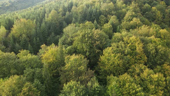 Trees in the Mountains Slow Motion. Aerial View of the Carpathian Mountains in Autumn, Ukraine