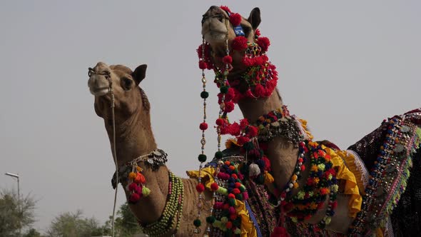 Decorative Dressed Up Camels At Fair In Pakistan
