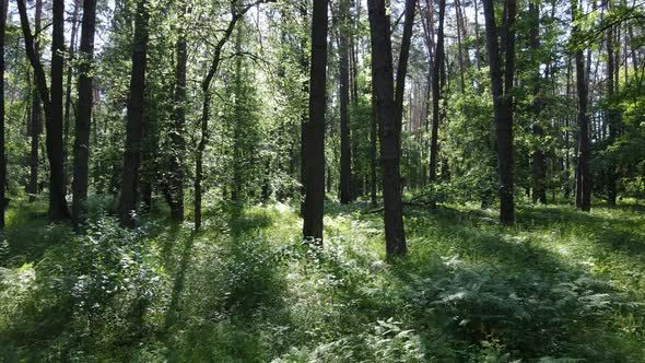 Trees in the Forest By Summer Day