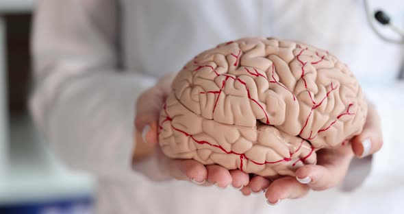 Doctor Neurologist Holding Artificial Model of Human Brain in His Hands Closeup  Movie Slow Motion