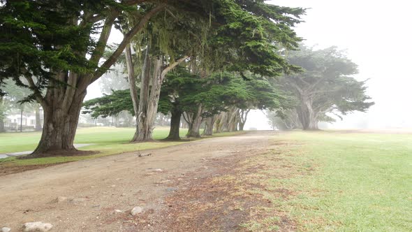 Misty Mysterious Forest