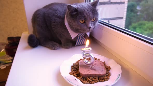 British breed cat received a gift for his birthday a festive meat cake. 5 year anniversary