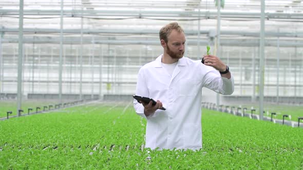 Man Employee Inspects Green Plants and Uses Tablet at Hydroponic Greenhouse Indoors Spbd