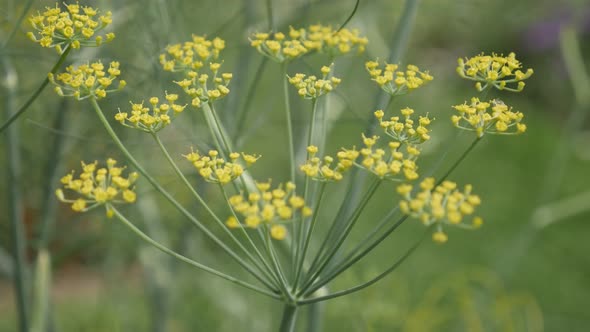 Perennial Fennel herb yellow flowers close-up 4K 2160p 30fps UltraHD footage - Carrot family Foenicu