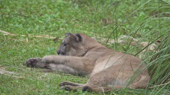 A Cougar (Puma Concolor) lying on the grass and beeing annoyed by flies