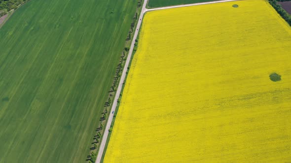 Blooming Rapeseed Field 