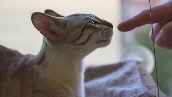 Owner Scratches the Head of a Bengalioriental Domestic Cat