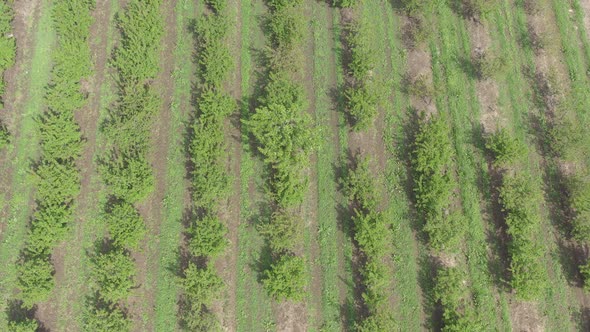 Spring scenery in cultivated orchard of cherries 4K drone video