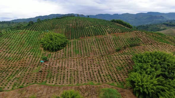 Lemon plantations in the rural mountain