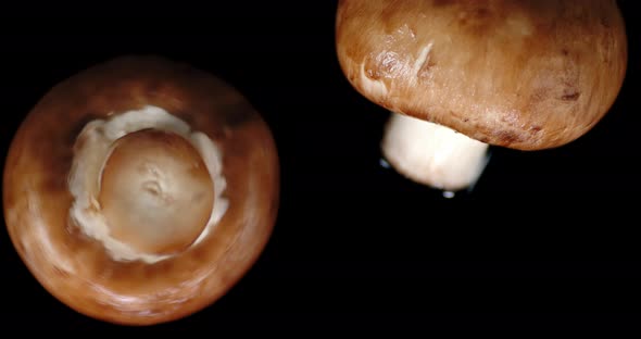 Fresh Mushroom Rotating on the Table. 