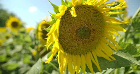 Yellow Flowers