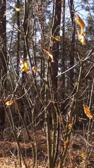 Vertical Video of an Autumn Forest During the Day