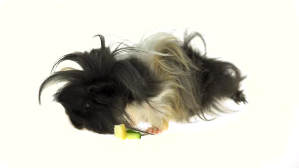 Fluffy Sheltie Guinea Pig Eating Isolated on a White Background in Studio