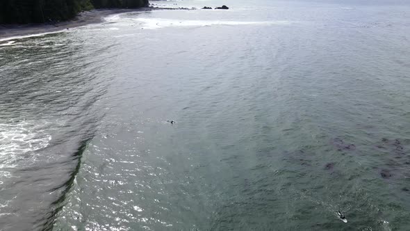 Smooth aerial footage of multiple surfers in the water at sombrio beach near Port Renfrew. 4k drone