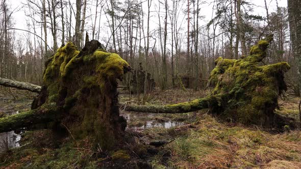 Forest with fallen trees after storm