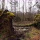 Forest with fallen trees after storm - VideoHive Item for Sale