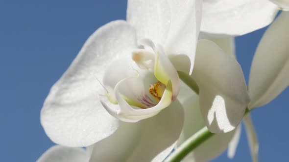 Exotic white moth orchid plant and blue sky 4K 2160p 30fps UltraHD footage - Phalaenopsis amabilis  