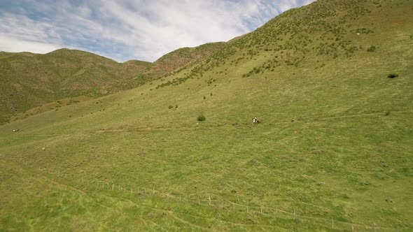 Young woman riding horse on green field