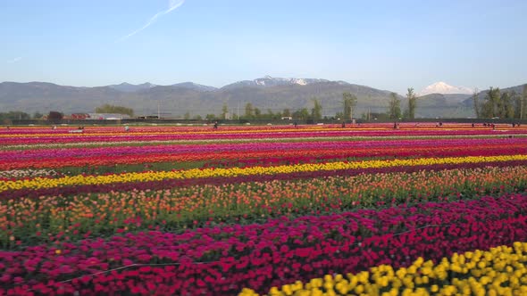 Aerial drone view of tulip flowers fields growing in rows of crops.