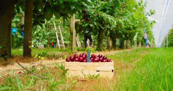 Harvesting Sweet Cherries in the Garden