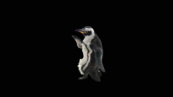 Penguin Dancing HD