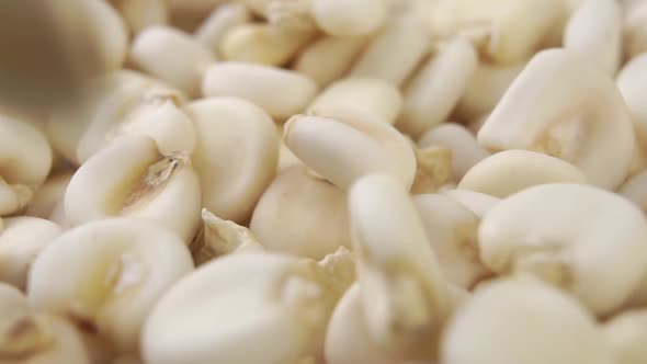 Whole raw hominy. Dry maize mote grain falling in slow motion. Macro