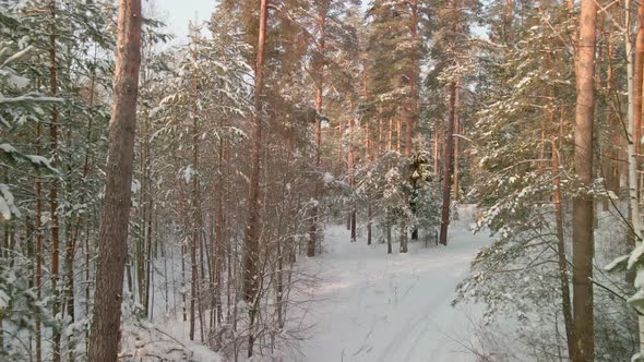 Beautiful Winter Pine Forest