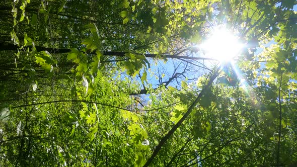 Vertical Video of the Forest in the Spring on a Sunny Day