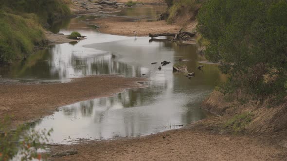 Tilt down of Nile crocodiles on a river bank