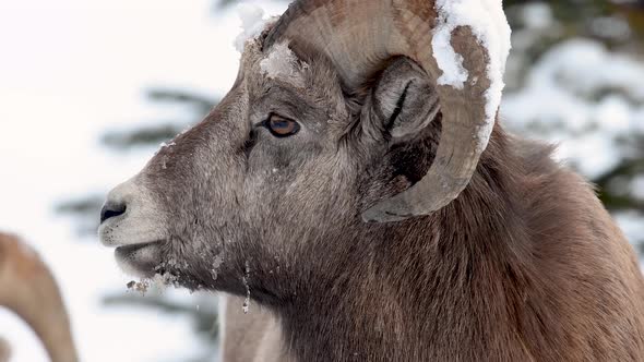 Bighorn Sheep in Jasper National Park Canada 