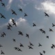 Flock Of Pigeons Flying Silhouette Sunny Afternoon Slow Motion Shot - VideoHive Item for Sale