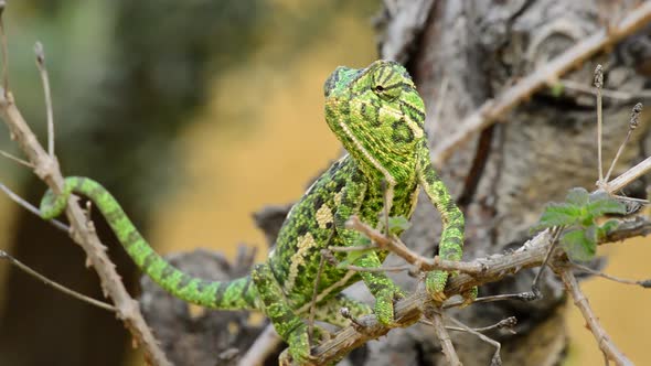 Common Chameleon in a Branch