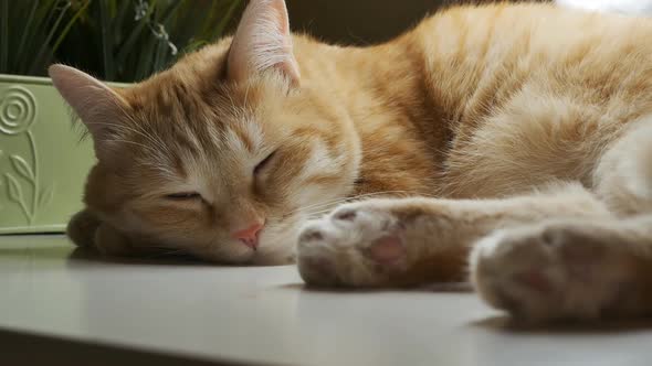 Dozing Ginger Cat Handsome Man on a White Desk