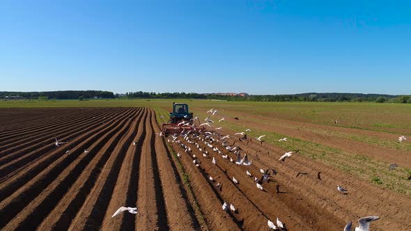 Agricultural Work on a Tractor Farmer Sows Grain. Hungry Birds are Flying Behind the Tractor