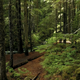Dense Forest With Tall Trees In Daylight Sunbeams - VideoHive Item for Sale