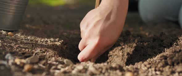 Close up of a woman digging soil with wooden spoon, preparing for planting. 