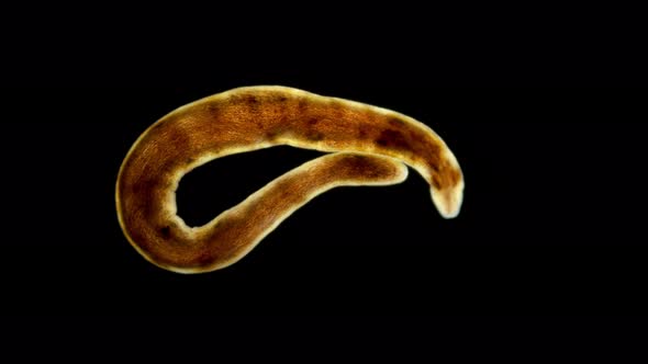 Nemertea worm under a microscope, supertype Spiralia