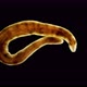 Nemertea worm under a microscope, supertype Spiralia - VideoHive Item for Sale