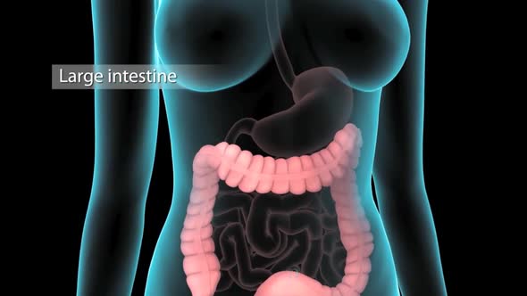 The large intestine includes the colon, rectum and anus.