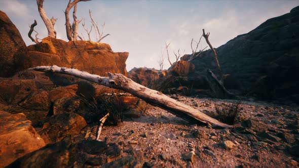 Dry Dead Tree Branches and Mountain Ridge